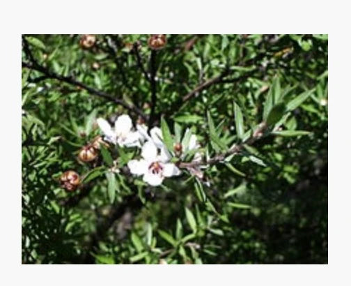 Natural Dog Soap Manuka Oil